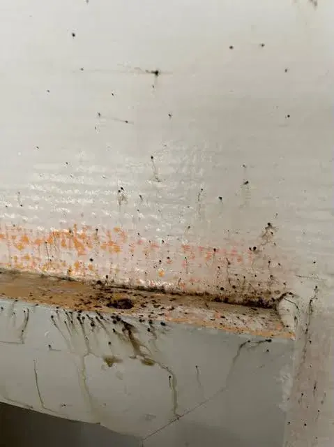 Kotspuren von Bettwanzen an Wand und Fensterleiste