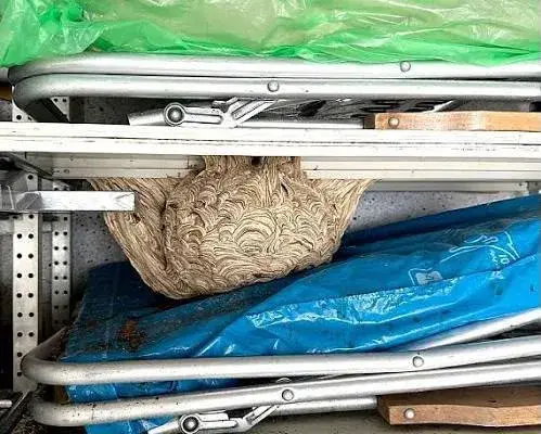 Wespennest zwischen Gartenmöbeln in einer Garage