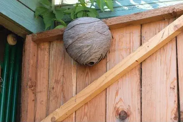 Wespennest an einer Holzwand im Außenbereich