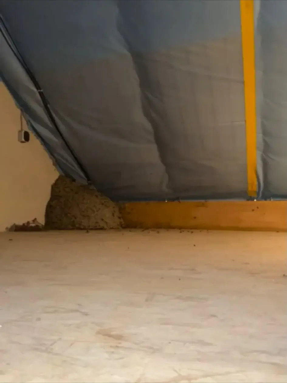 Wespennest an der Gebäudewand während eines Einsatzes